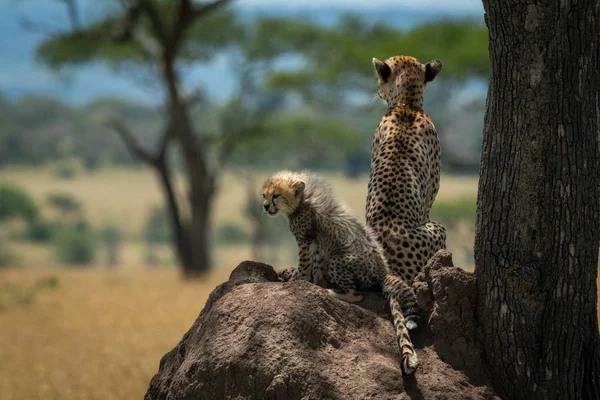 Cheetah sits with cub on termite mound — Φωτογραφία Αρχείου