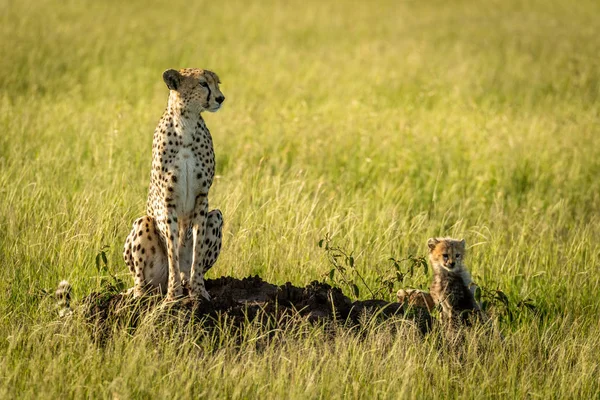 Cheetah senta-se com filhotes no monte de cupins — Fotografia de Stock