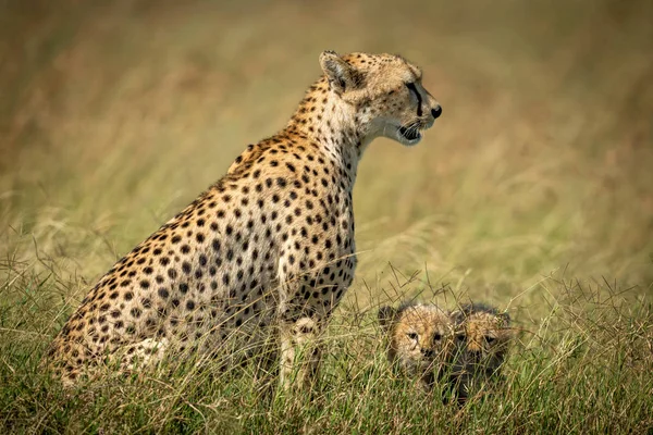 Cheetah se sienta con dos cachorros en la hierba —  Fotos de Stock