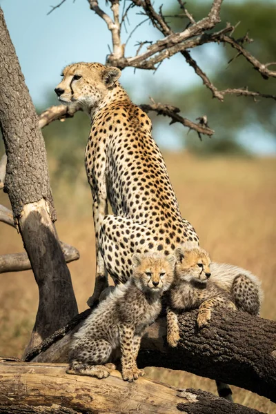 Gepard sedí se dvěma mláďaty na větvích — Stock fotografie