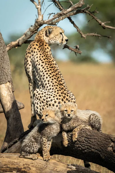 Cheetah sentado por dos cachorros en ramas muertas — Foto de Stock