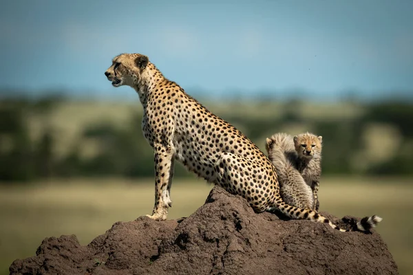 Гепард сидит на насыпи с детёнышами позади — стоковое фото