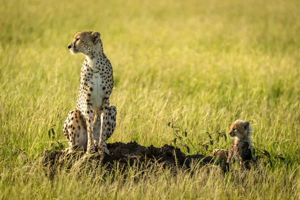 Cheetah sentado no monte térmita com filhotes — Fotografia de Stock