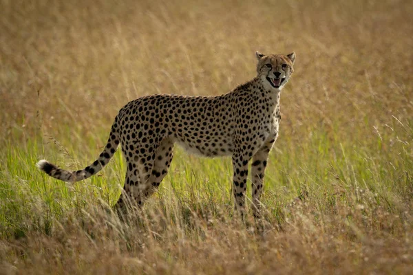 Cheetah stands calling cubs in long grass — Stock Photo, Image