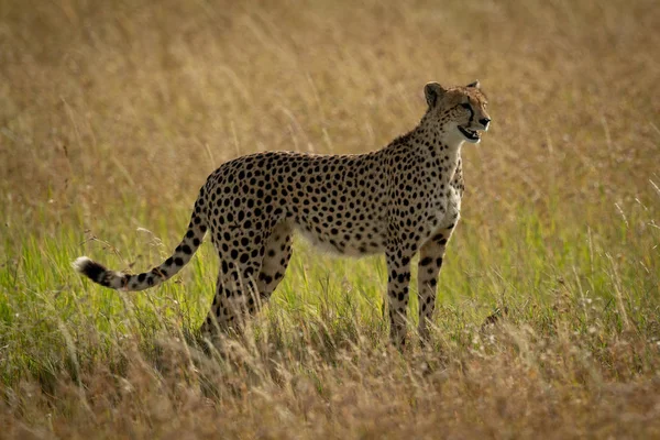Гепард стоит в длинной траве в профиль — стоковое фото