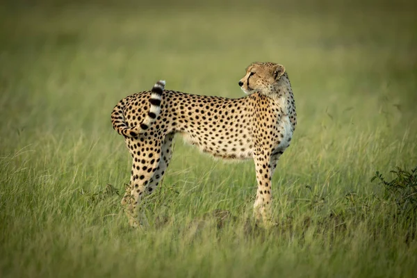 Cheetah stands looking back in long grass — Stock Photo, Image