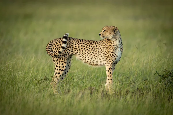 Guépard se tient regardant en arrière dans l'herbe longue — Photo