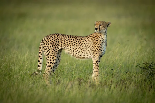Cheetah stands見てラウンドで長い草 — ストック写真