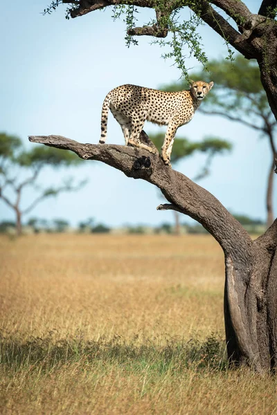 Gepard står på nøgne gren ser kamera - Stock-foto