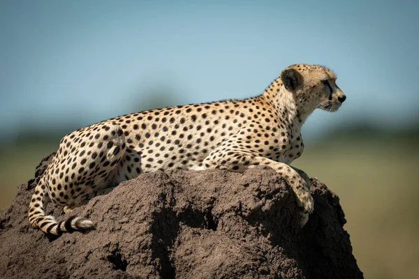 Gepard spoczywa na termitowym kopcu patrząc przed siebie — Zdjęcie stockowe