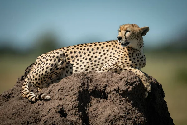Gepard stojí na termitském pahorku a ohlíží se — Stock fotografie