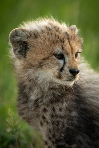 Close-up of cheetah cub sitting looking right — Stock Photo, Image