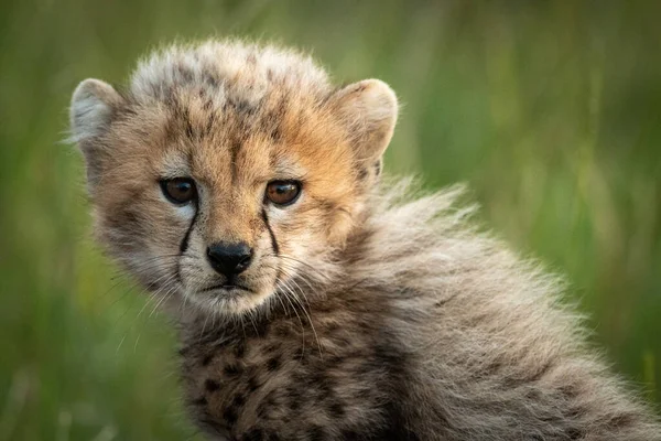 Close-up of cheetah cub sitting in grassland — Stock Photo, Image