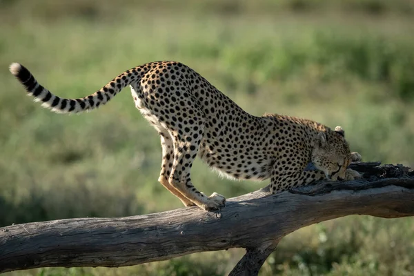 Cheetah strekt zich uit op dode tak in de zon — Stockfoto