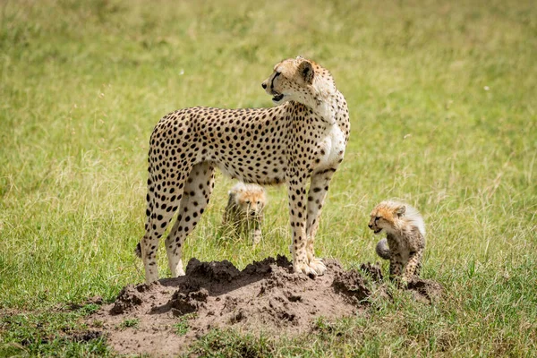 Гепард стоїть на пагорбі з двома дитинчатами. — стокове фото