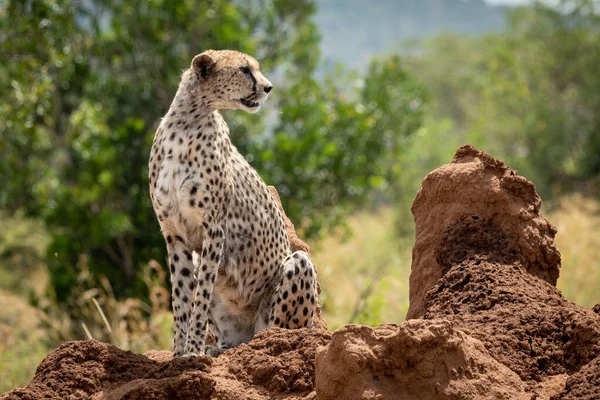 Cheetah girando la testa seduto sul tumulo di termite — Foto Stock