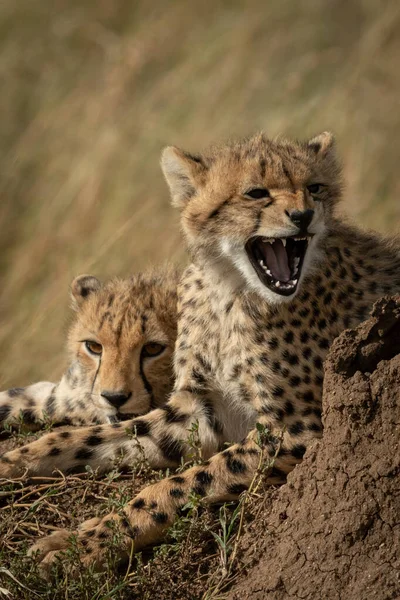 Close-up van cheeta welp door een andere gaap — Stockfoto