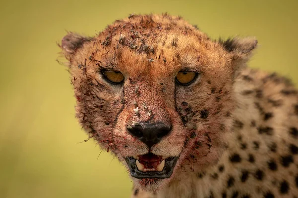 Närbild av blodiga gepardhuvud vänd kamera — Stockfoto