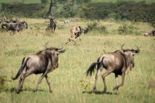 Çita sürüler arasında mavi antilopları deviriyor. — Stok fotoğraf