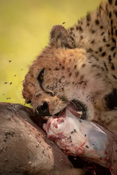 Close-up of bloody cheetah feeding on kill — Stock Photo, Image