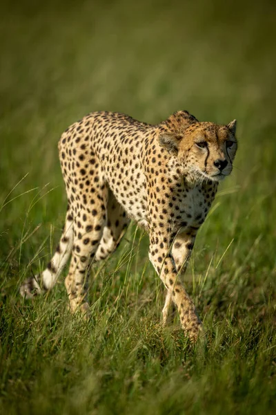 Cheetah walks through tall grass in sunshine — Stock Photo, Image