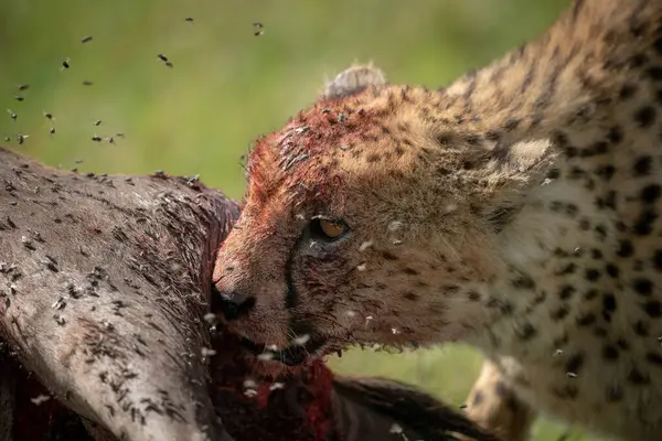 Närbild av gepard matning omgiven av flugor — Stockfoto