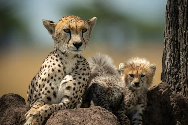 Gros plan du guépard et du petit sur le monticule — Photo