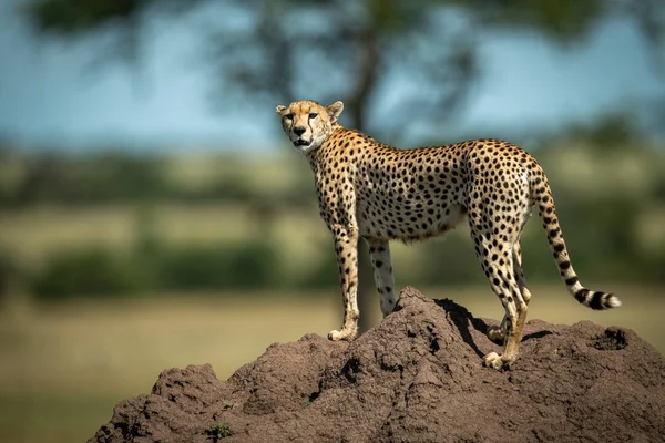Gepard stojí na termitském pahorku a otáčí hlavou — Stock fotografie