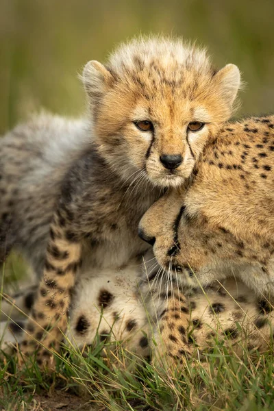 Κοντινό πλάνο του chetah cub στέκεται nuzzling μητέρα — Φωτογραφία Αρχείου