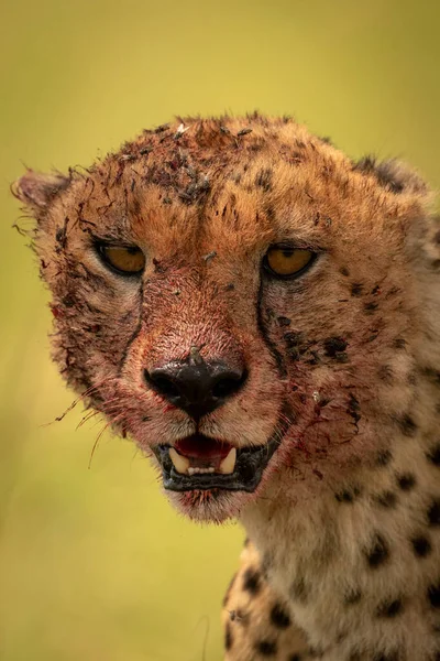 Close-up of bloody cheetah head and shoulders — Stock Photo, Image