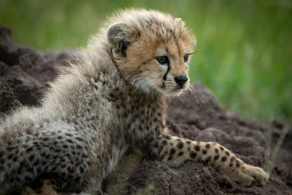 Gros plan du louveteau guépard au sommet du termite — Photo