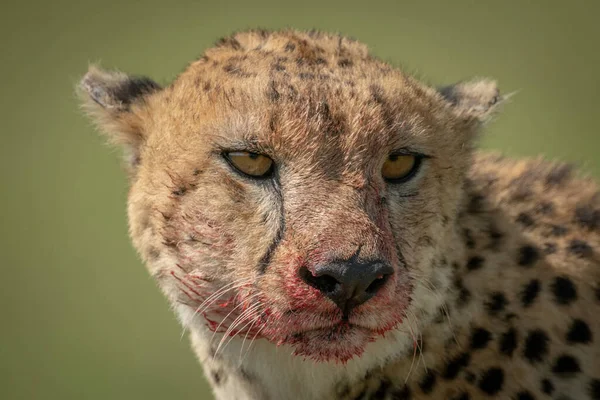 Detailní záběr zkrvaveného geparda, jak otáčí hlavu — Stock fotografie