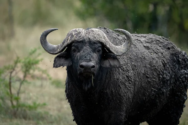 Close-up of Cape buffalo caked in mud — Stock Photo, Image