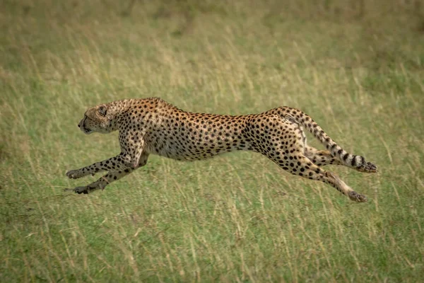 Cheetah stretches legs running at full speed — Stock Photo, Image