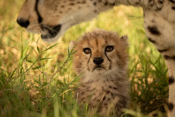 Annesine dik dik bakan çita yavrusunun yakın çekimi. — Stok fotoğraf