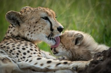 Çitaya yakın plan çim biçme yavrusu.