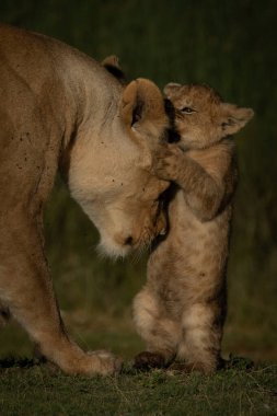 Yavru aslanın arka ayakları üzerinde kaptığı dişi aslan.