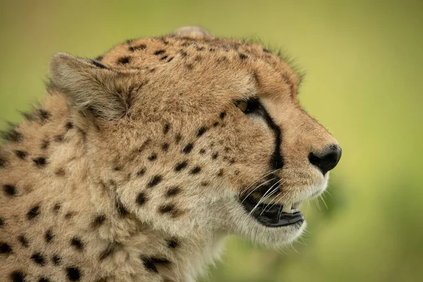 Close-up van cheeta hoofd tegen wazige achtergrond — Stockfoto