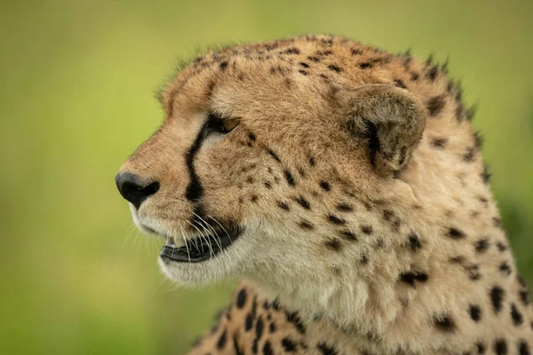 Close-up of cheetah head against green background — Stock Photo, Image