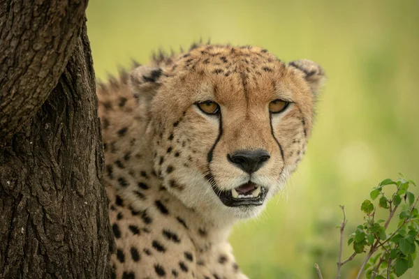 Närbild av geparden tittar runt träd stam — Stockfoto
