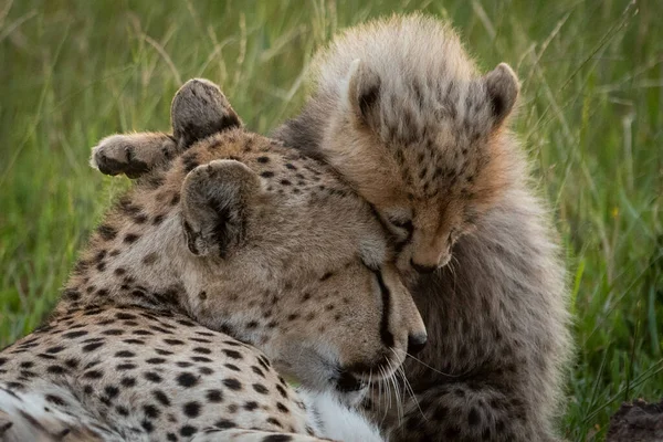 Крупним планом гепард лежить нудний сидячий дитина — стокове фото