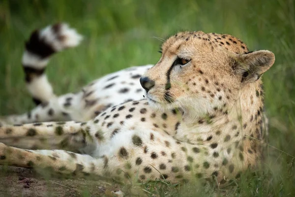 Nahaufnahme eines Geparden, der im hohen Gras liegt — Stockfoto