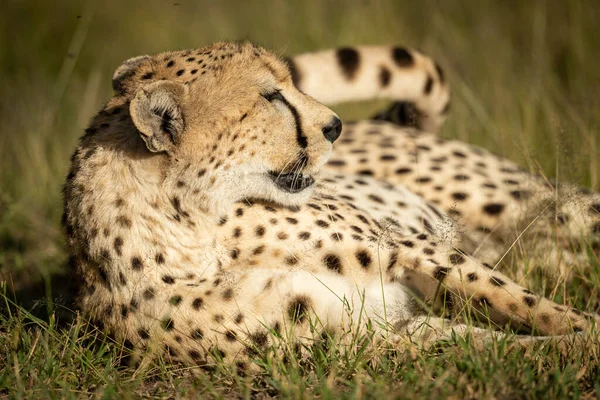 Primer plano de guepardo acostado con la cabeza arriba — Foto de Stock
