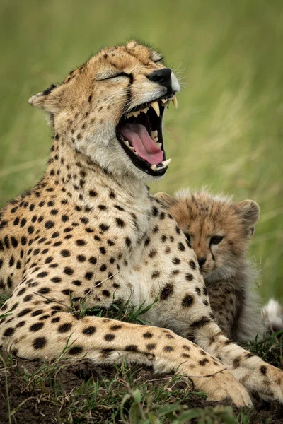Close-up van cheeta liggend geeuwen door welp — Stockfoto