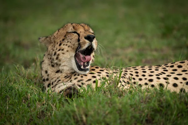 Primer plano de guepardo yaciendo bostezando en la hierba — Foto de Stock