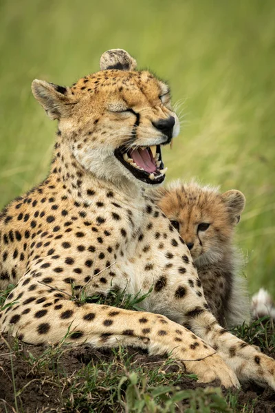 Крупним планом гепард лежить позіхання з дитиною — стокове фото