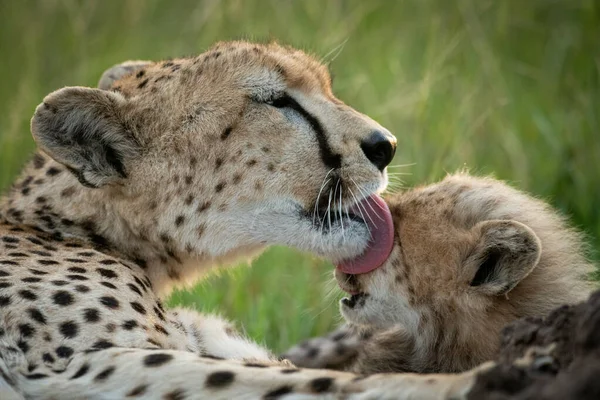 Close-up of cheetah on grass licking cub — Stock Photo, Image