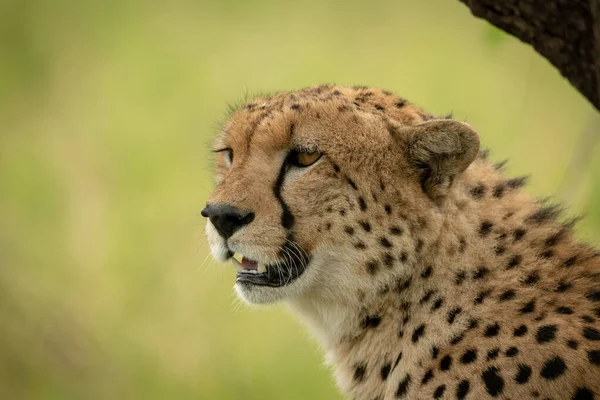 Close-up of cheetah sitting by tree trunk — Stock Photo, Image