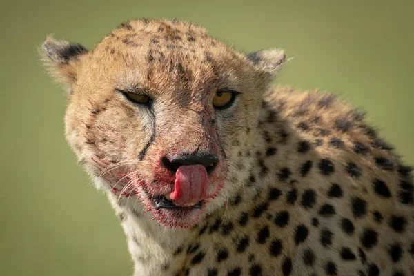 Detailní záběr geparda sedícího a olizujícího krví potřísněné rty — Stock fotografie