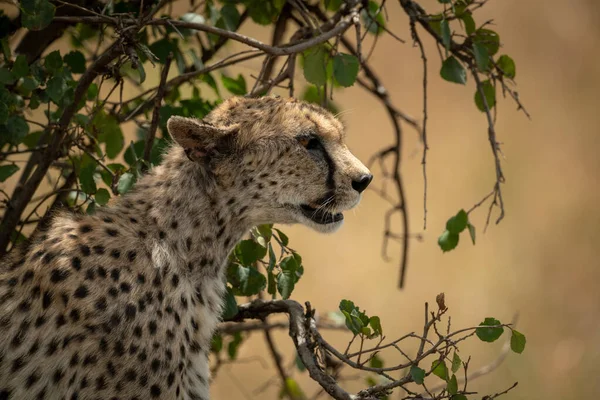 Gros plan du guépard assis sous un buisson feuillu — Photo